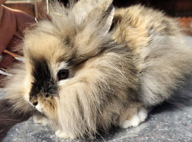 Lion head girl 9 weeks old