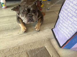 Frenchie