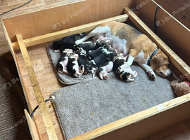 top world, champion,pedigree, lines, Beagle puppies