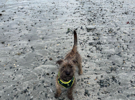Lurcher cross for sale