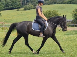 Sweet allrounder