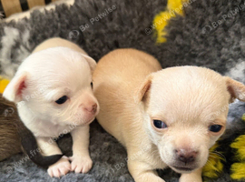 Beautiful Smooth Coat Chihuahua Puppies Ready for Loving Homes