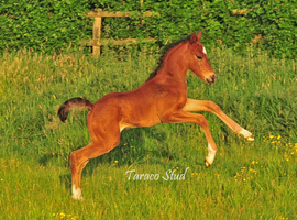 Welsh partbred Arab partbred colt foal