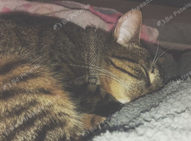 Beautiful Female Cat