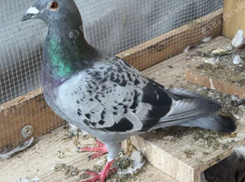 Racing pigeons GB25