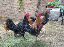 Three marans roosters 2 months old