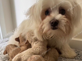 Adorable Rare Tiny Maltipoo Ready for Their Forever Homes!