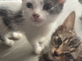 Beautiful kittens looking for their forever homes