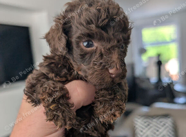 Toy poodle puppy's