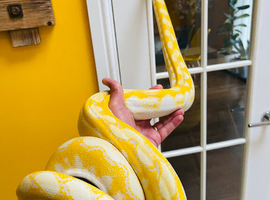 SD Reticulated Python