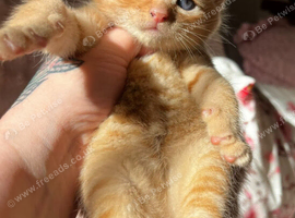 Mainecoon x