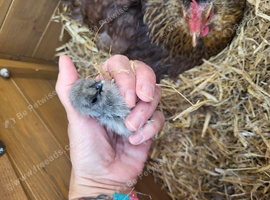 Chickens