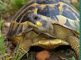 Wanted Western Hermanni female tortoise