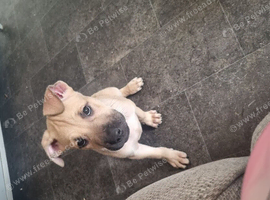 LAST PUPPY LEFT...8 week old (bull herder boy)