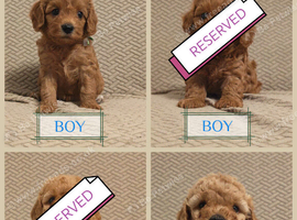 Gorgeous male and female Cavapoo puppies