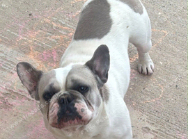 Frenchie