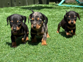 Miniature dachshund