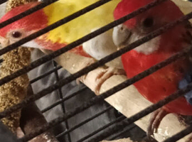 Rosella proven pair flame and eastern