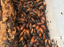 Gromphadorhina portentosa