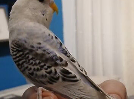 Hand tame budgie
