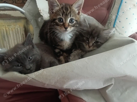 Beautiful kittens for sale