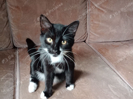 Female kittens
