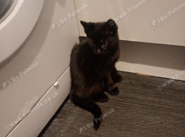 12 weeks old male kitten looking for his forever home