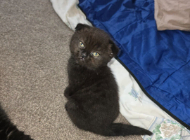 4 Scottish fold/British short hair kittens