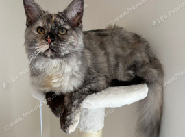Stunning TICA Registered Active Maine Coon Queen