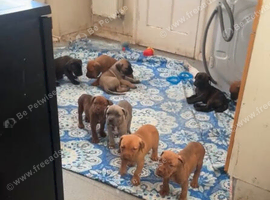 Came corso x bullmastiff puppies for sale