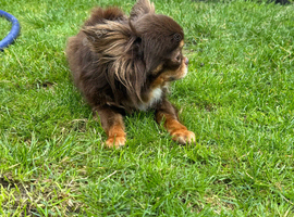 KC registered tricolour choc girl
