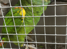 blue fronted Amazon female