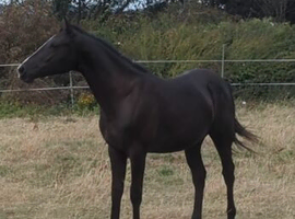 Newforest yearling filly