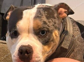 Pocket bully