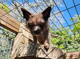 Exceptional Adult Lykoi Boy Seeking Loving Home &ndash; &ldquo;Wilf&rdquo; &ndash; 5.5 Years