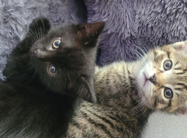 Last one beautiful small boy kitten are looking for a new home
