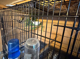 Pair of goldfinches 2025