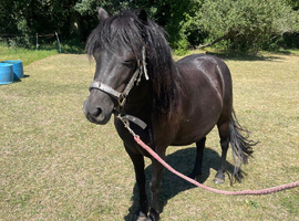 4yr old DHP mare backed but not ridden away