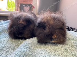 8 week old pure bred Swiss brothers