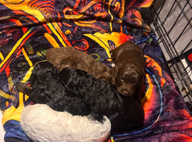 5 GORGEOUS F1B cockapoos. LAST BOY LEFT!!