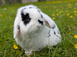 Mini lop