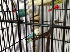 Pair of Fischer love birds for sale