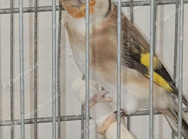 serbian x European goldfinch