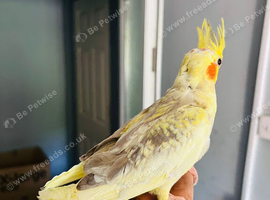 Baby hand reared cockatil for sale