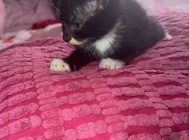 Kitten