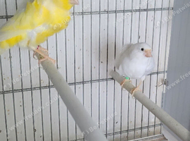 North Dutch canaries