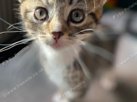 Kittens 7 weeks