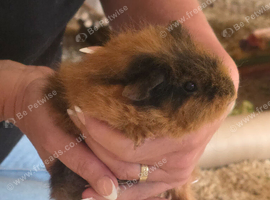 3 baby girl guinea pigs