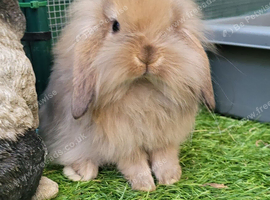 Stunning Mini Lion Lops - READY SATURDAY