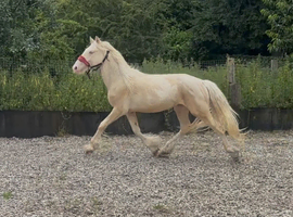 Prince of  honeybrook